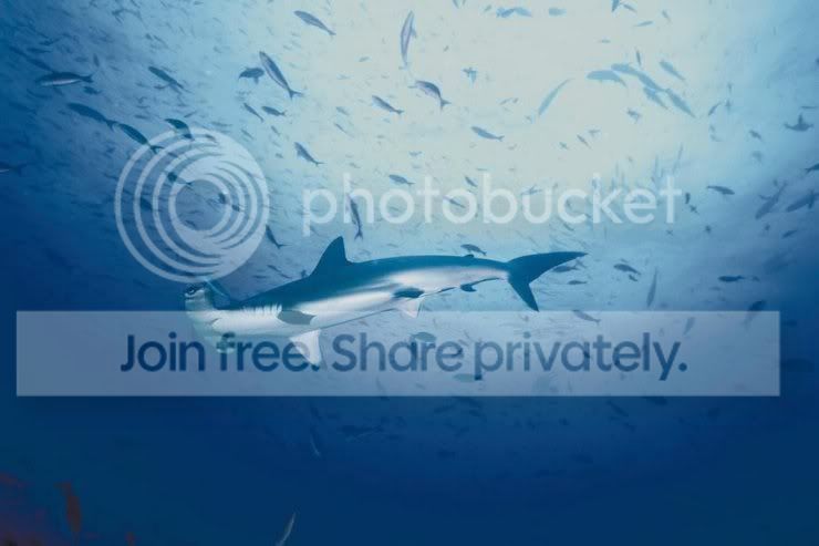 hammerhead_shaark_018.jpg
