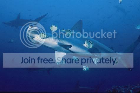 hammerhead_shaark_019.jpg