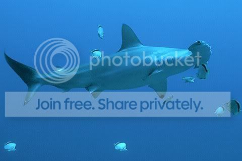hammerhead_shaark_020.jpg