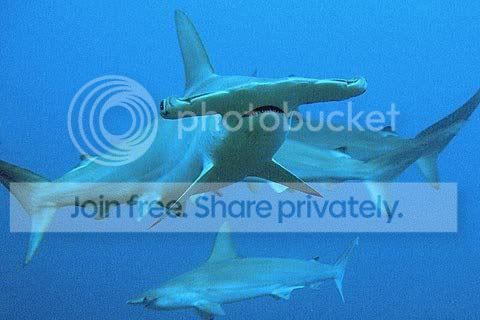 hammerhead_shaark_021.jpg