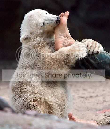 knut-003.jpg