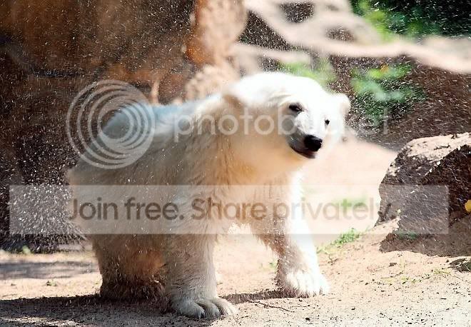 knut-004.jpg