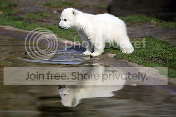 knut-polar-bear-001.jpg