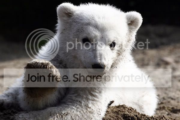 knut-polar-bear-002.jpg