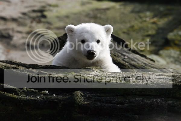 knut-polar-bear-003.jpg
