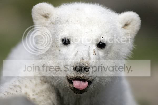 knut-polar-bear-005.jpg