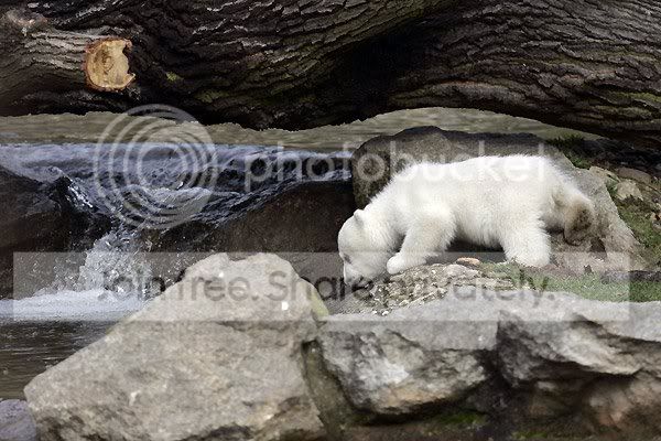 knut-polar-bear-006.jpg
