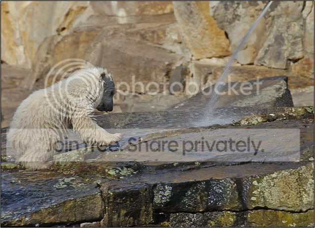 knut-polar-bear-009.jpg