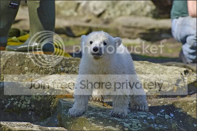 knut-polar-bear-010.jpg