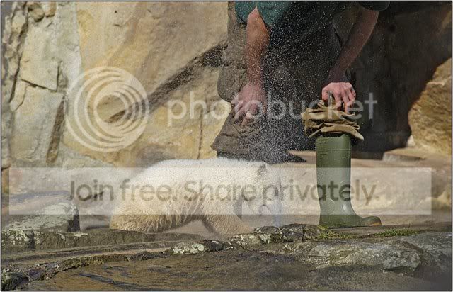 knut-polar-bear-011.jpg