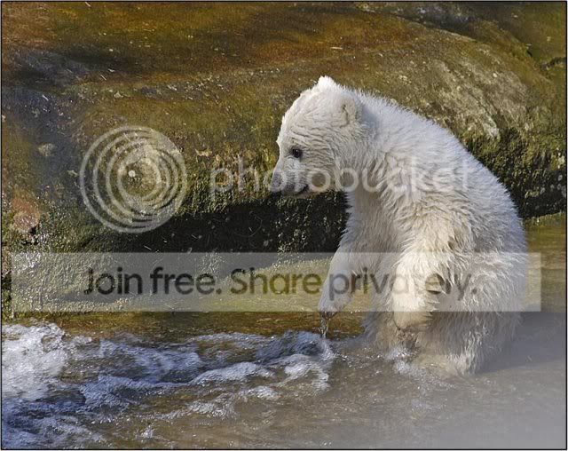 knut-polar-bear-012.jpg