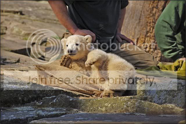 knut-polar-bear-013.jpg