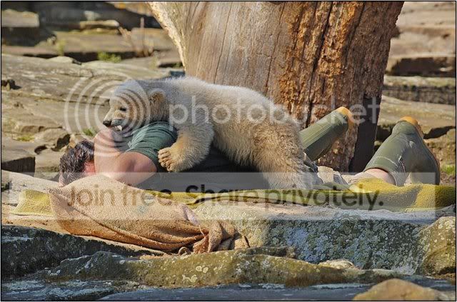 knut-polar-bear-014.jpg