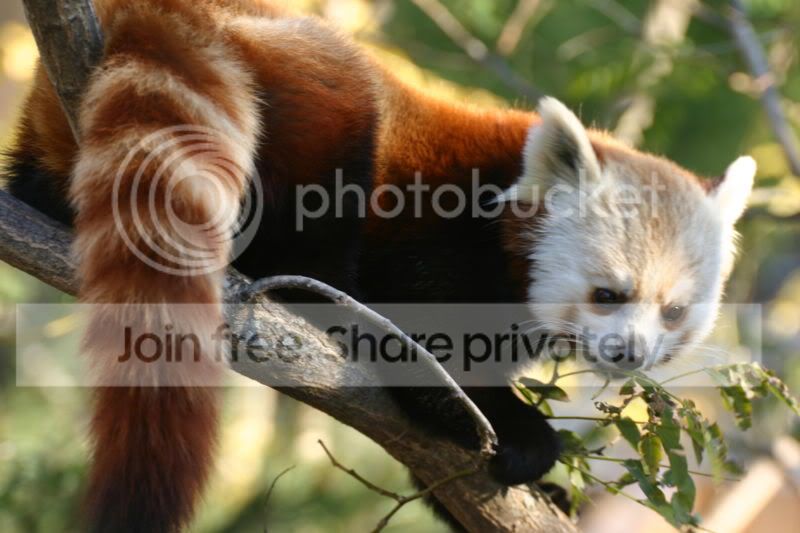 red-panda-002.jpg