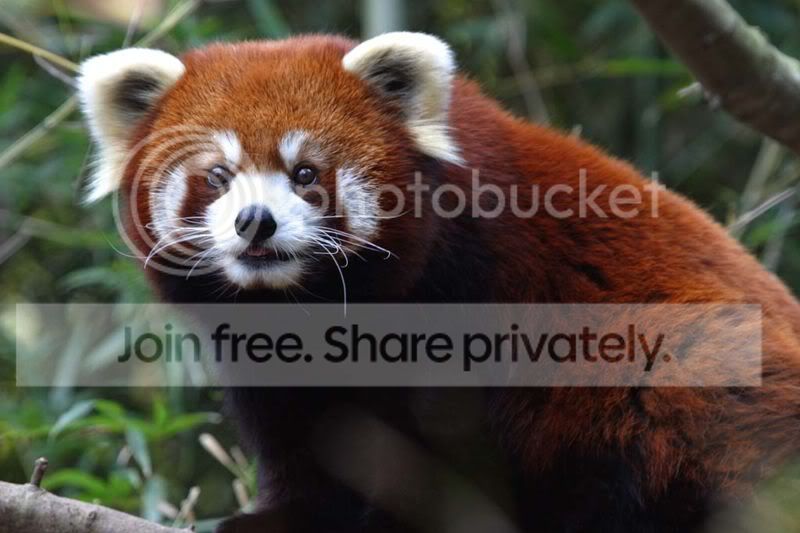 red-panda-003.jpg
