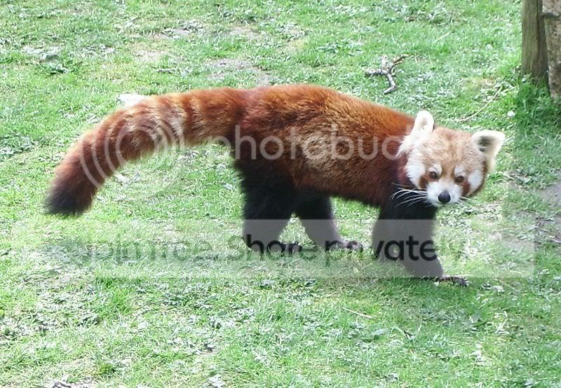 red-panda-004.jpg