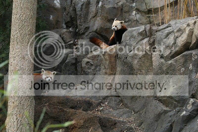 red-panda-005.jpg