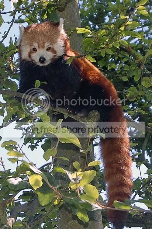 red-panda-007.jpg