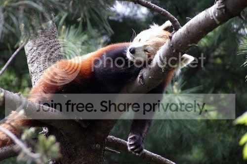 red-panda-008.jpg