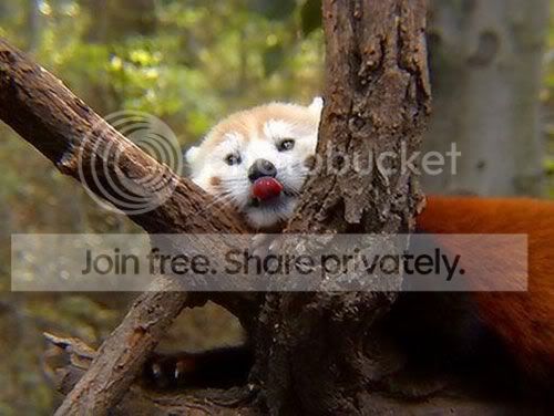 red-panda-009.jpg