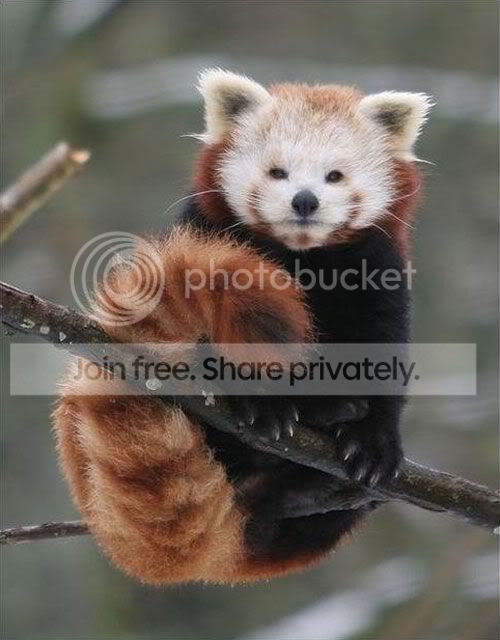 red-panda-010.jpg