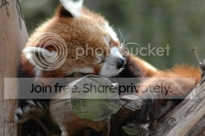 red-panda-012.jpg