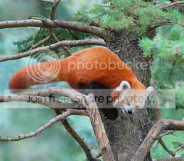 red-panda-019.jpg
