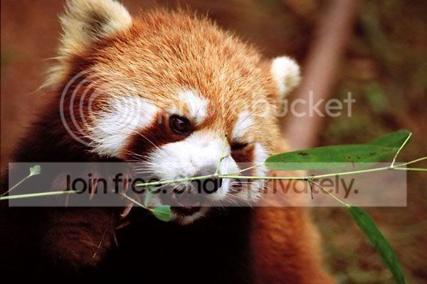 red-panda-023.jpg