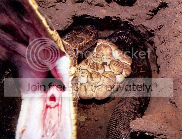 anaconda_hunters_007.jpg