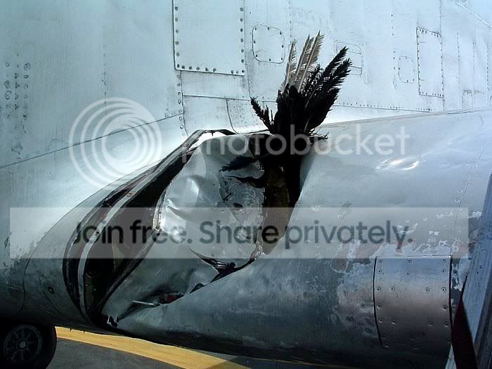 bird_vs_plane_2_007.jpg