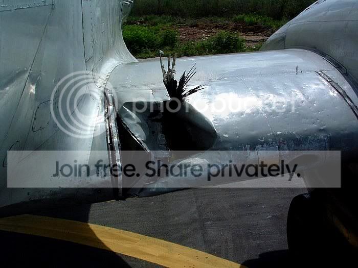 bird_vs_plane_2_008.jpg