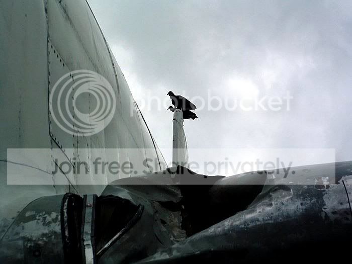 bird_vs_plane_2_012.jpg
