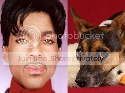 celebanimal10.jpg