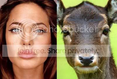 celebanimal14.jpg