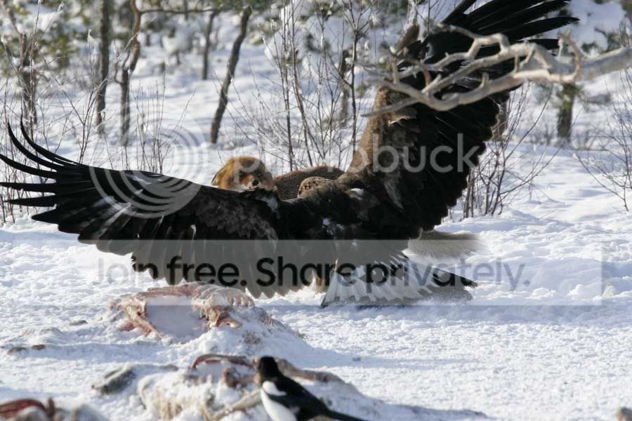 eagle_fox_001.jpg