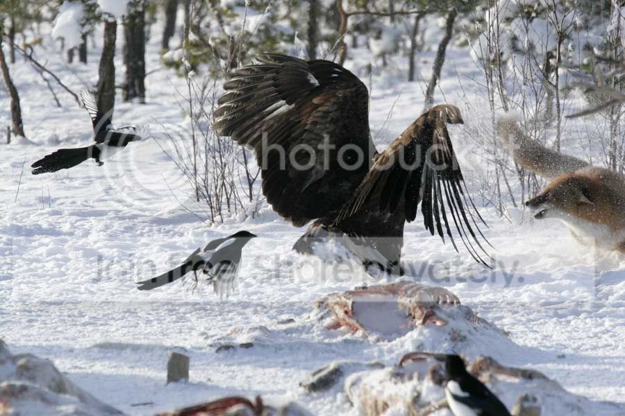 eagle_fox_002.jpg