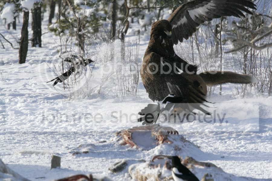 eagle_fox_003.jpg
