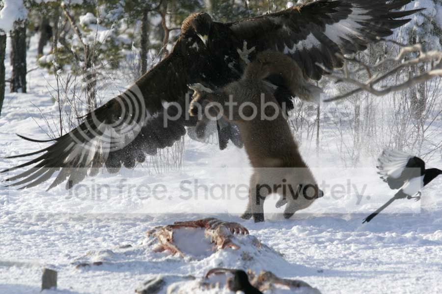 eagle_fox_004.jpg