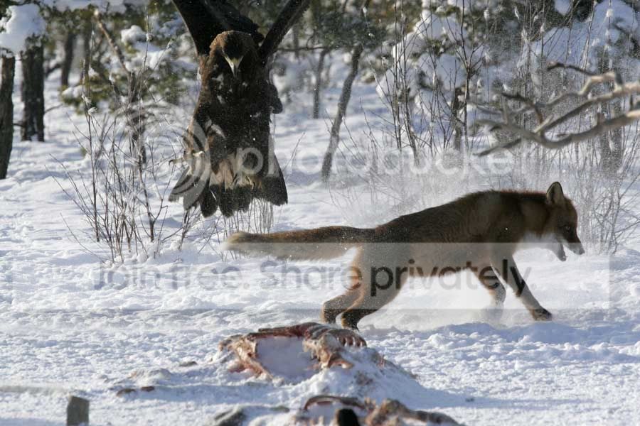 eagle_fox_005.jpg