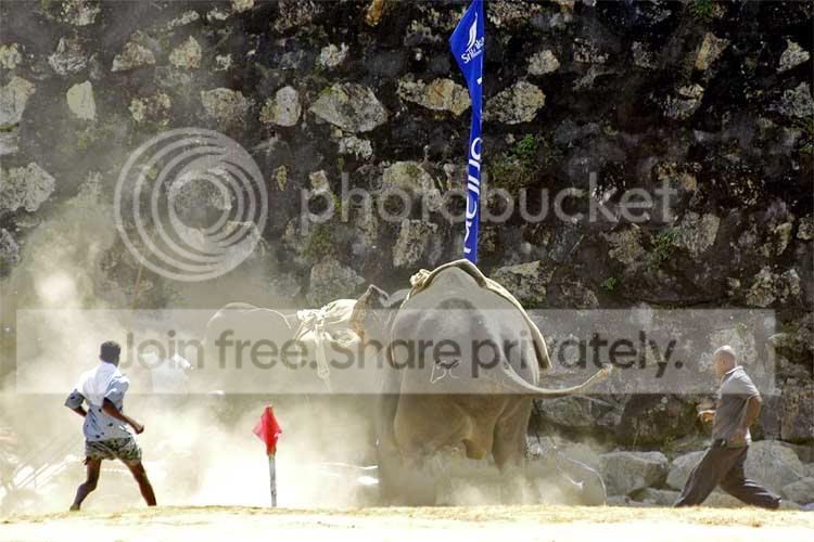 elepahnt_polo_003.jpg