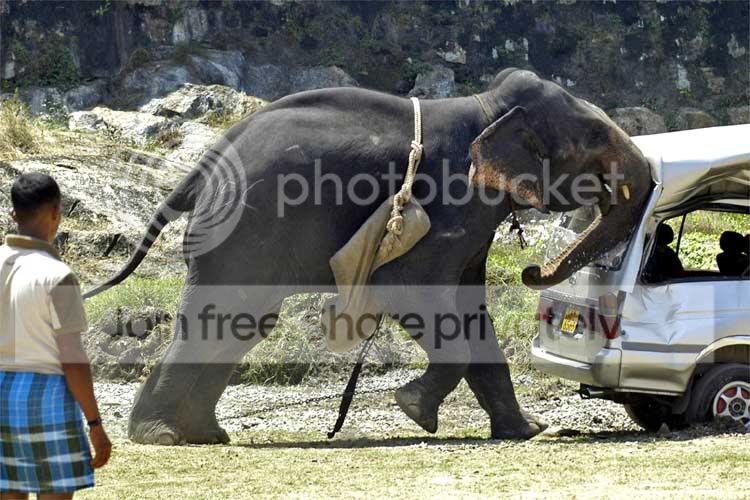elepahnt_polo_005.jpg