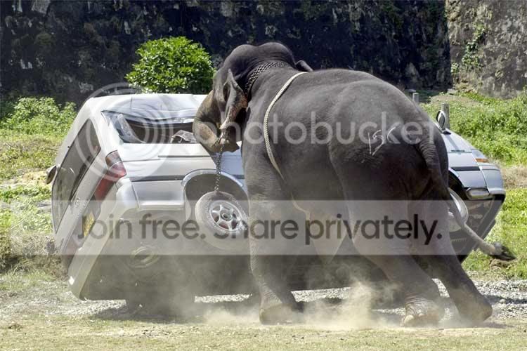elepahnt_polo_006.jpg