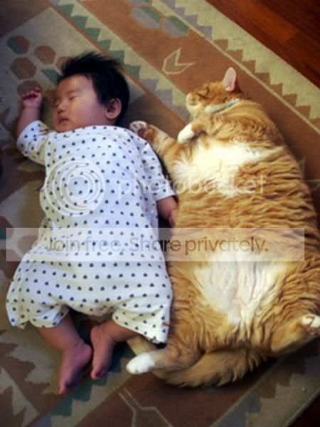 kidcat02.jpg