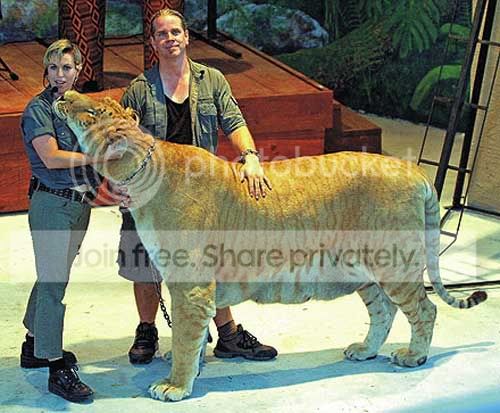 liger01.jpg