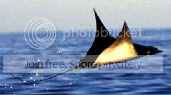 stingray_002.jpg
