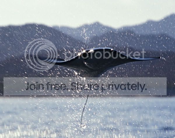 stingray_003.jpg