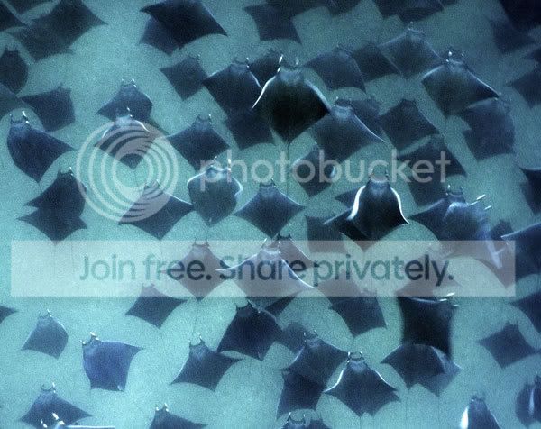 stingray_004.jpg