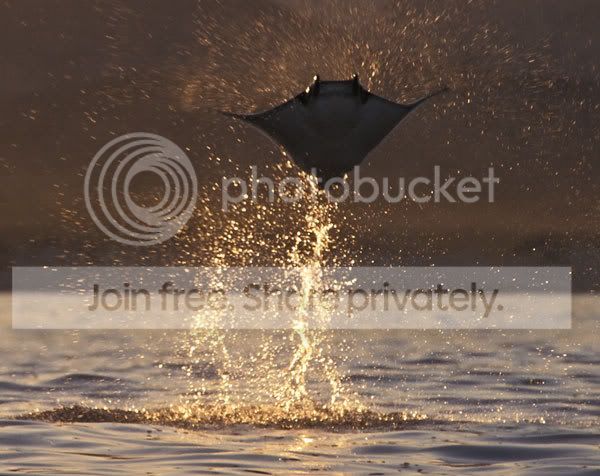 stingray_005.jpg