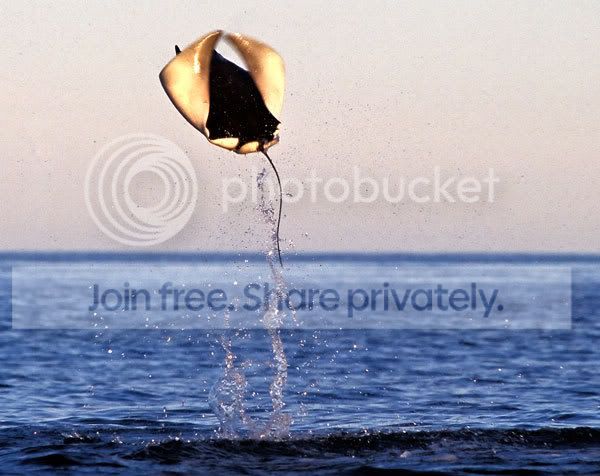 stingray_006.jpg