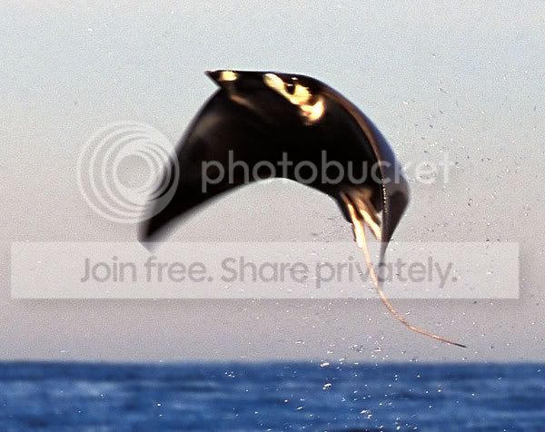 stingray_007.jpg